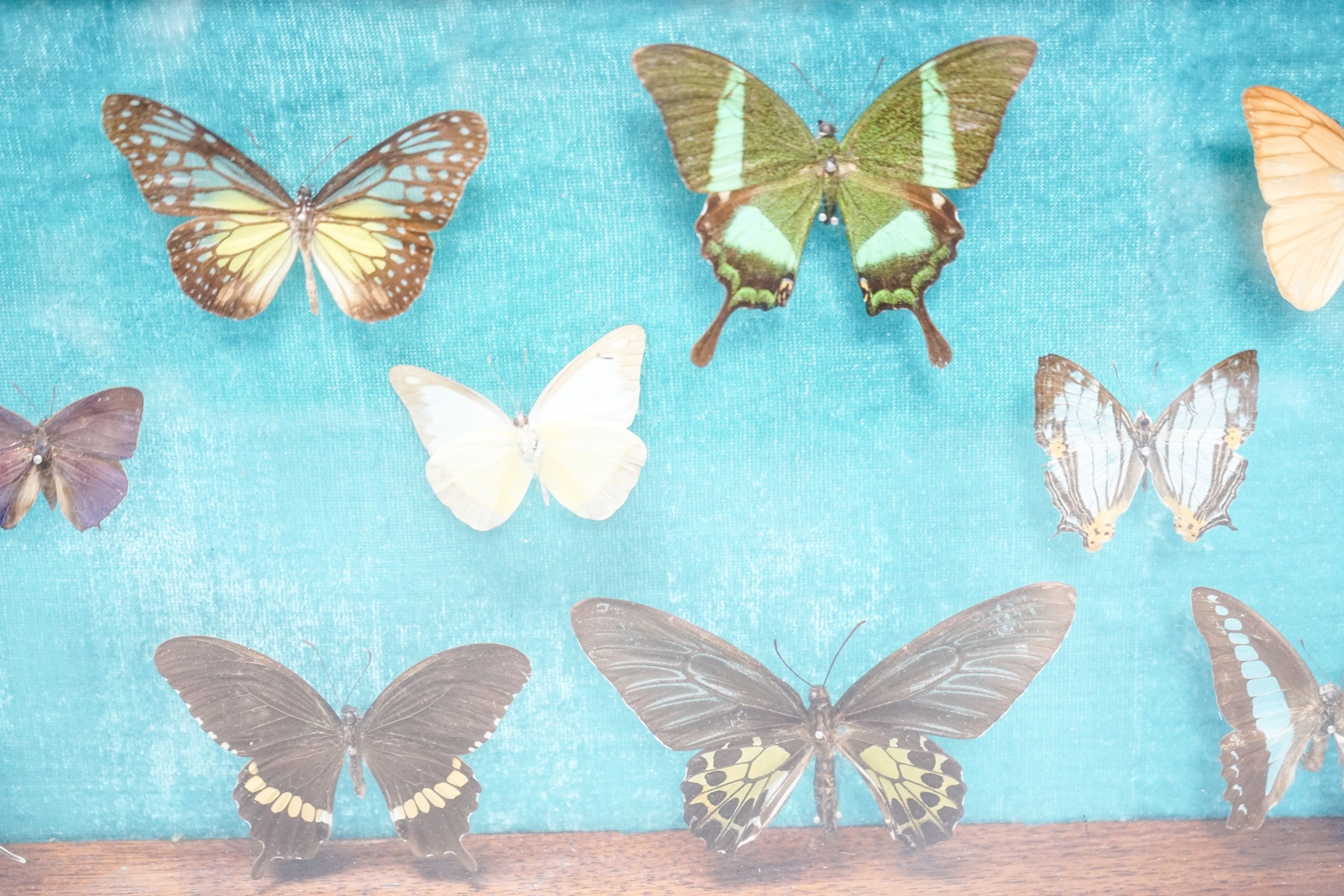 A cased butterfly collection, exotic specimens, case 54.5 X 23.5 cm
